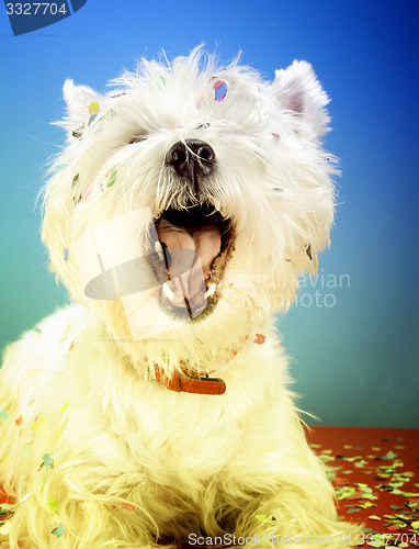 Image of Dog party