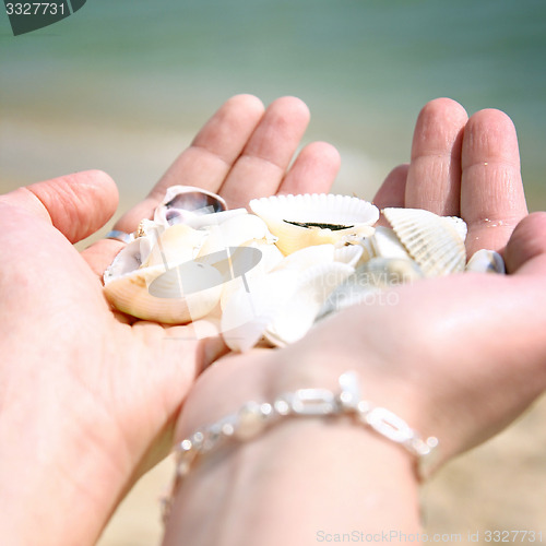 Image of Scallop