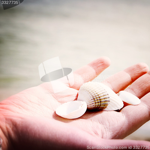 Image of Scallop