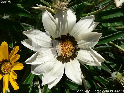 Image of White Flower 2