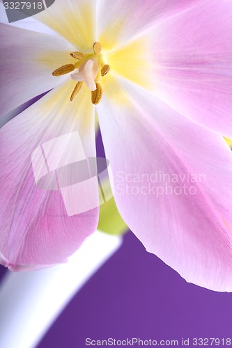 Image of Close-up single tulip flower