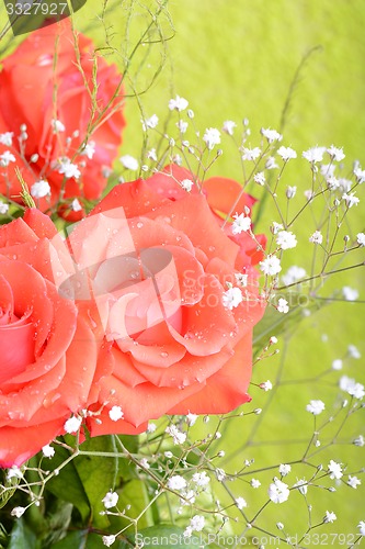 Image of Red rose as a natural and holidays background