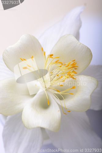 Image of Close up image of white tulip on black