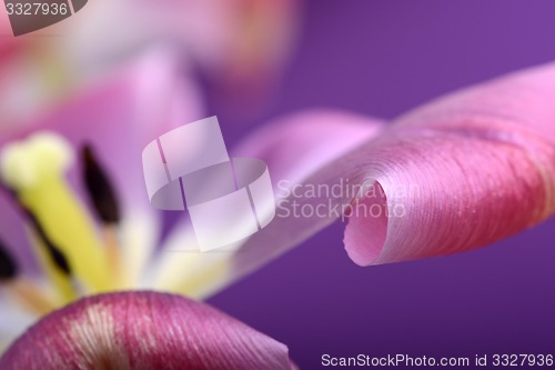 Image of red tulips against a blue background, close up flowers