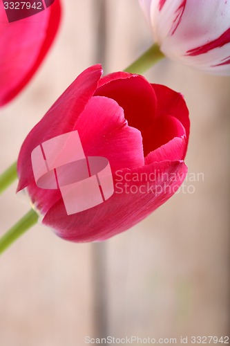 Image of close up to red tulips, close up flowers