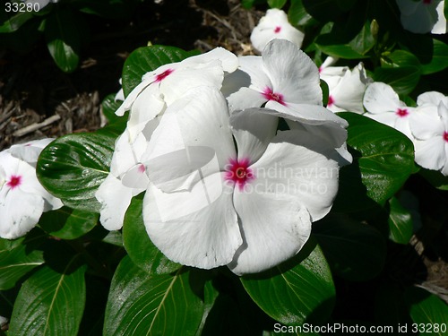 Image of White Flower 1
