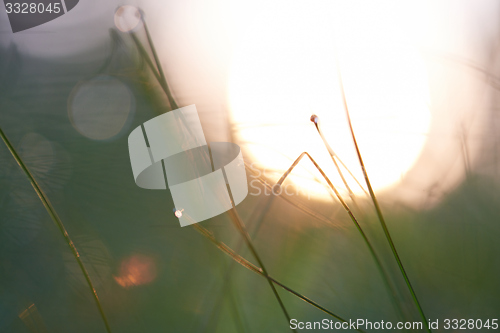 Image of grass with dew drops