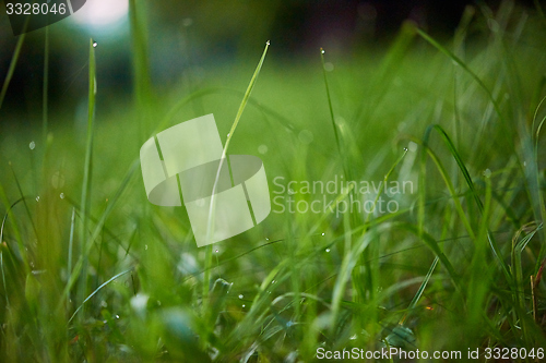 Image of grass with dew drops