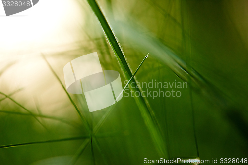 Image of grass with dew drops