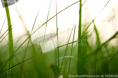 Image of grass with dew drops