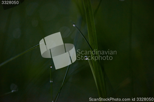 Image of grass with dew drops