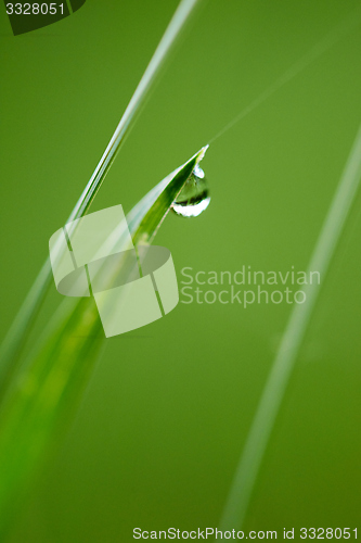 Image of grass with dew drops