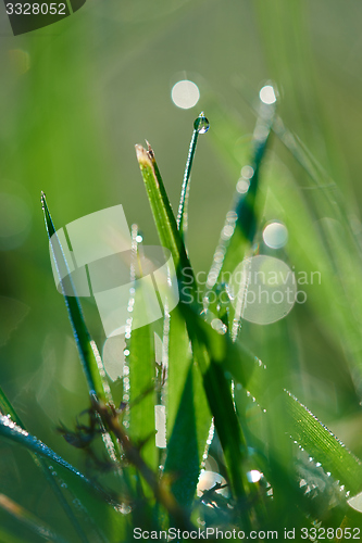 Image of grass with dew drops