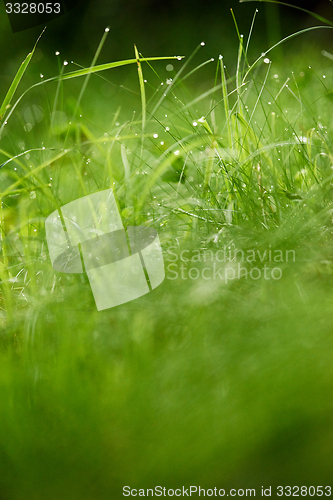 Image of grass with dew drops