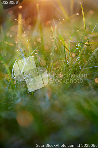 Image of grass with dew drops