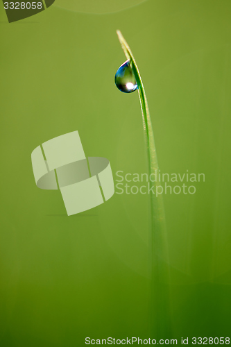 Image of grass with dew drops