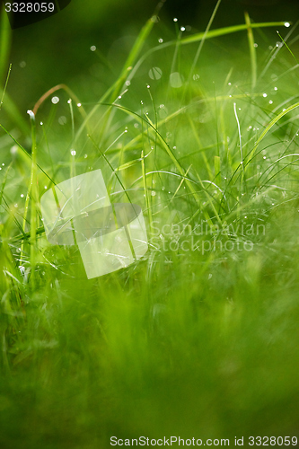 Image of grass with dew drops