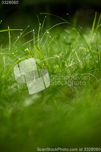 Image of grass with dew drops