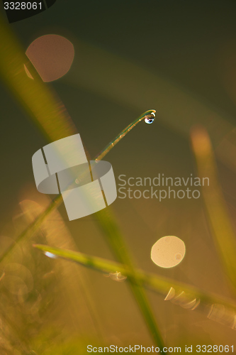 Image of grass with dew drops