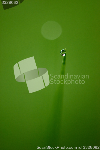 Image of grass with dew drops