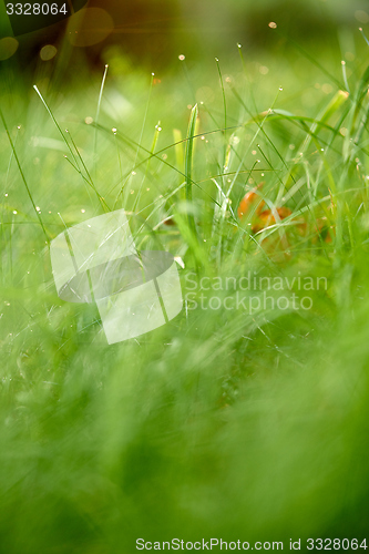 Image of grass with dew drops