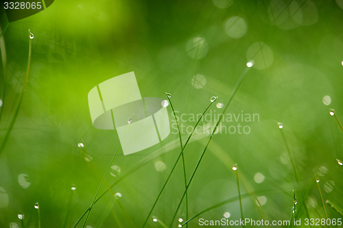 Image of grass with dew drops