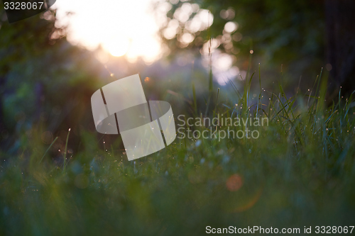 Image of grass with dew drops