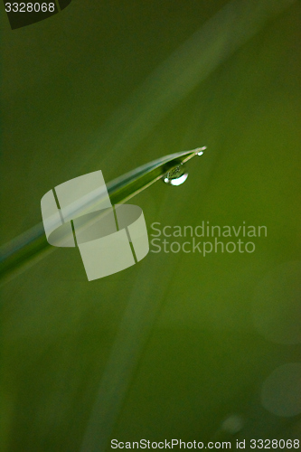 Image of grass with dew drops