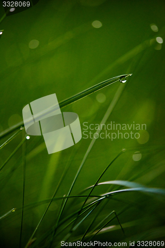 Image of grass with dew drops