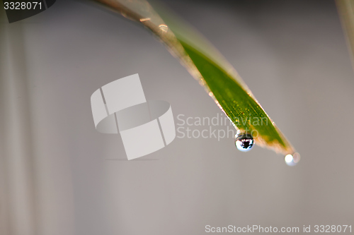 Image of grass with dew drops