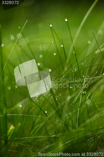 Image of grass with dew drops