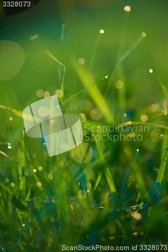 Image of grass with dew drops