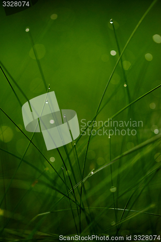Image of grass with dew drops