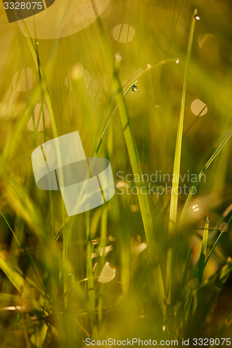 Image of grass with dew drops