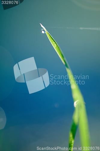 Image of grass with dew drops