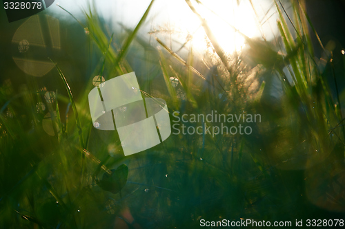 Image of grass with dew drops