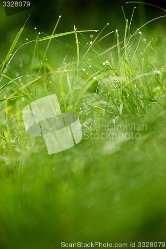 Image of grass with dew drops