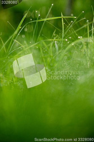 Image of grass with dew drops