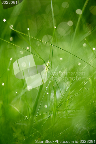 Image of grass with dew drops