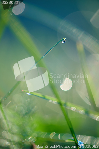 Image of grass with dew drops