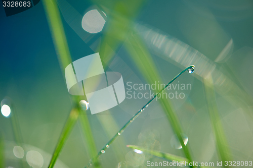 Image of grass with dew drops