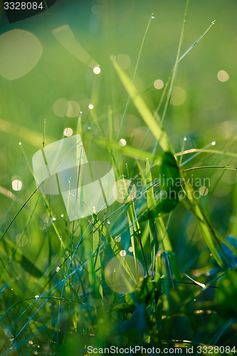 Image of grass with dew drops