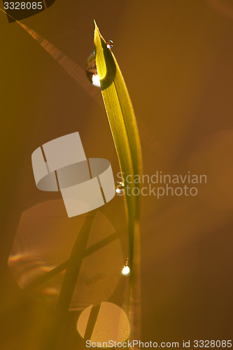 Image of grass with dew drops