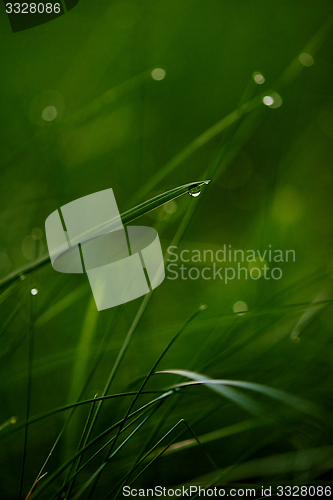 Image of grass with dew drops