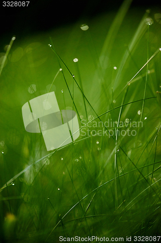 Image of grass with dew drops