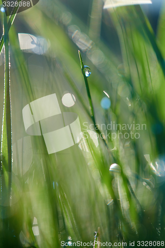 Image of grass with dew drops