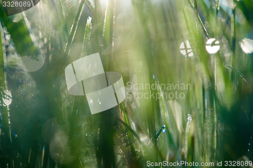 Image of grass with dew drops