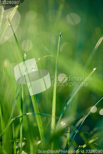 Image of grass with dew drops