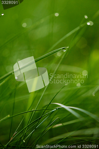 Image of grass with dew drops