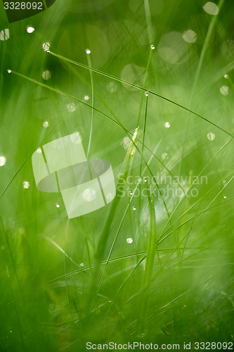 Image of grass with dew drops